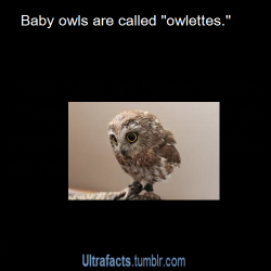 deathcomes4u:counterpunches:vancity604778kid:ultrafacts:Source If you want more facts, follow Ultrafacts      #So a baby owl caught in the rain#is a moist owlette  Some small species of owl-related or owl-like birds are also referred to as owlettes