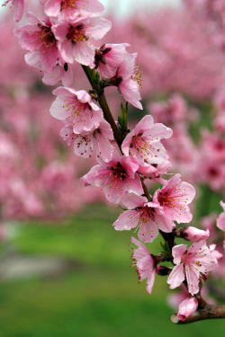 etherealvistas:  Peach Blossoms by Tsuguharu