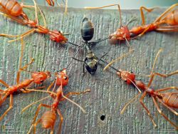 jacktavish:  sixpenceee:  el-presidente-deadpool:  theothersideofthefarside:  sixpenceee:  Here’s a really fun fact I’ve learned recently.  These are American Slave-Making ants, they have an odd behavior where they steal the pupa of other species