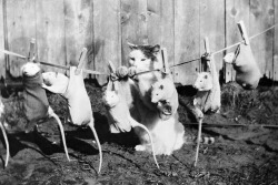 A cat hangs a row of tame rats on the washing line to dry, 1933.