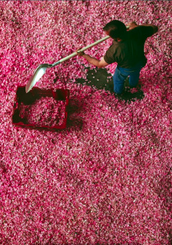 wildthicket:  A worker at the Roure perfume plant in Grasse, France, scoops up the morning’s rose harvest at the end of May. These rose petals will be processed immediately into an absolute, the aromatic liquid which is the basic component of perfume;