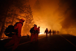 True grit (inmate firefighters move in along Highway 120 to battle the Rim Fire in Yosemite)