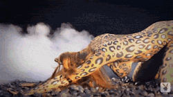 painted-animals:  Leanna Decker bodypainted as a cheetah 