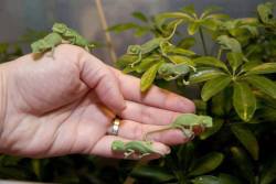 lizardking90:  Chameleon Babies!!! -Elizabetb Gioso 