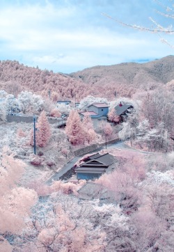 bottledstarlight:  beatpie:  Cherry blossoms in full bloom at Mount Yoshino, Nara, Japan  So I really thought this was ‘shopped, but my dorm mom back in Japan confirmed this is a legit picture.  She said something about 30,000 sakura trees cover the