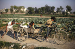 fotojournalismus:A young Indian girl pedals a rickshaw loaded with vegetables as her father pushes it on the outskirts of New Delhi, India on March 7, 2013. [Credit : Altaf Qadri/AP]