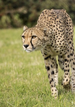 Bendhur   llbwwb:  (via 500px / Cheetah Series by Colin Langford)