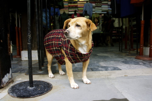 After being in Vietnam, it became apparent how much the Vietnemese love to dress their dogs http://fascination-st.tumblr.com/