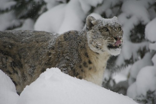Porn Snow leopard [Irbis] (Panthera uncia or Uncia photos
