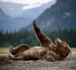 beautiful-wildlife:  Stretching Teddy by Olav Thokle 