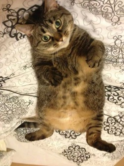 derpycats:  Stella monkey butt big belly cuteface. 