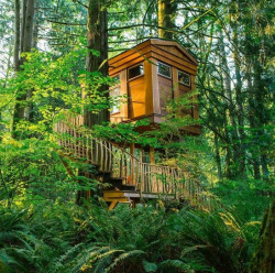 kateoplis:  Treehouses of the Pacific NW 