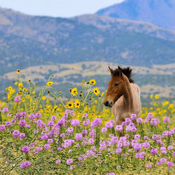 redwingjohnny:  Foal and Flowers - 2 by Kellith