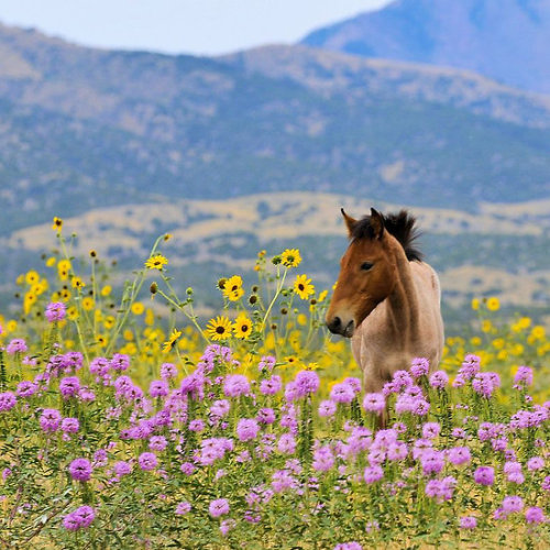 Porn Pics redwingjohnny:  Foal and Flowers - 2 by Kellith