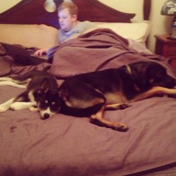 My sisters dogs are the cutest! #miko #leila #lovethem #husky #lab #brotherinlaw #sister #bed #purple #black #gold