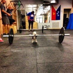 You gotta start them out early! #getbig #puppy #instaphoto #workout