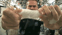 ladyjenevia:thehamsteroflife:Wringing out a washcloth in space He looks so frustrated  