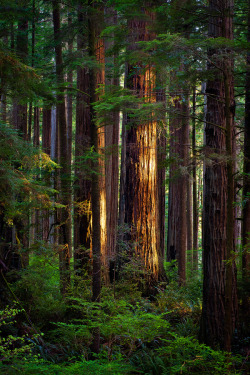 Woodendreams:  Northern California, Us (By Jeremy Cram) 