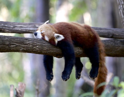 silveralicorn:  chawandar:  red panda :3  1) hangin out2) nap buds3) ate a sour grape 