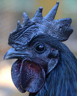 justgirlierthings:  veganprince:  mattscienceclass:  The Indonesian chicken breed known as Ayam Cemani. Their feathers are black. Their skin is black. Even their organs are black.  NEW FAVORITE ANIMAL  anyone? no? ok fine “big black cock” 