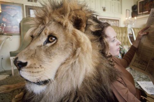 salahmah:  Images from the 1970s home actress Tippi Hedren and daughter Melanie Griffith shared with a lion named Neil.   Love… The nature of things.