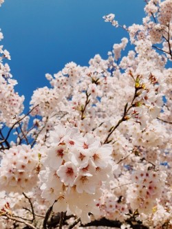 rjkoehler:Cherry blossoms of Jinhae.