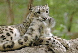 wethatkindoforc:catsbeaversandducks:  Snow Leopards And Their Giant Nommable Tails &ldquo;BEHOLD, DOGS! We have achieved that which you cannot!&rdquo; Via catfuse zum  This is exactly what I would do if I were a snow leopard.  