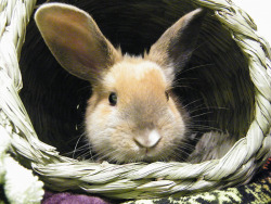 fortunas-sands:  Tate, at the Georgia House Rabbit Society. Very young bunny that got abandoned by some petting zoo after Easter.