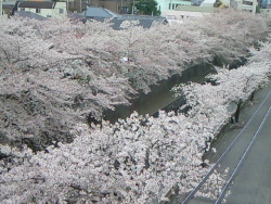 haruka-nature:  Kandagawa, Shinjyuku Tokyo Last Sunday of Sakura season