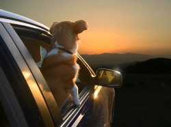 kaihire:  thefrogman:  Dogs in Cars [website]