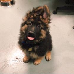 awwww-cute:  This insanely cute bleb (Source: http://ift.tt/2BR7rEX)