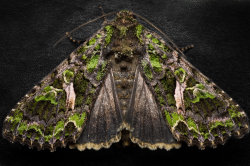 urorrur-r-r:  end0skeletal:  (via Orache Moth by FreezingGlare on deviantART)  gorgeous bby 