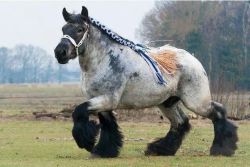 greymichaela:  jinglebean:  bridle-less:  tattooedtrouble:  I demand to know what breed of neigh this is.  Holy huge  http://en.wikipedia.org/wiki/Belgian_horse  I laugh at “breed of neigh” every time I see this picture. 