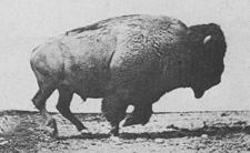 thebullcavern:  Animación de un bisonte de 1887. Fotos de Eadweard Muybridge. 