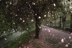 unrar:  Apricot blossoms shower Valentino Park’s walkway, Italy, William Albert Allard. 