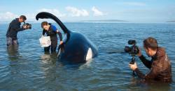 miss-rhapsody:  ORCA “Koru” STRANDING The adult male orca, known as Koru (NZ123) had a close encounter with the Orca Research Trust team on Monday (20 May 2013), when he became stuck on a sandbank in the Kaipara Harbour. Alerted by the Kaipara Coastguard,