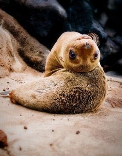 myotpisgay:mycaterpie:eduardo-: losertakesall:  anglepoiselamp:  Most marine mammals are very flexible because they are made of 99% blorp.  Blorp.  Science.   what the fuck is the last 1%   1% squish