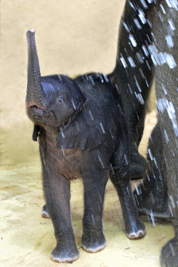 bacon-radio:  hkirkh:  Baby elephant and water  ❤️