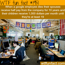 wtf-fun-factss:  Best companies to work for - WTF fun facts