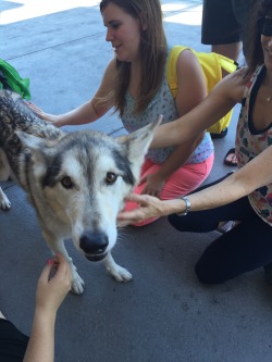Throw back to this time we pet Kajira&rsquo;s dog who is the most pure and wonderful dog of all time