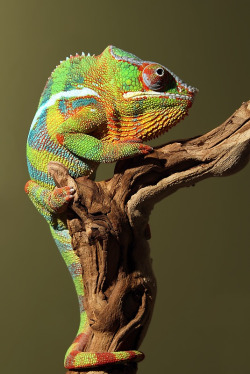 slither-and-scales:Panther Chameleon by Scott