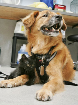 why-animals-do-the-thing:  thecutestofthecute:  cubebreaker:Boots the Kitten Nanny helps acclimate kittens 2-7 weeks old to dogs, which significantly increases their chances at getting adopted.  This is the kind of news I need to hear  This is fantastic!