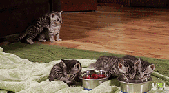 justjasper:  kittens have their first sips of water [x] 