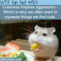 wtf-fun-factss:  Cuteness inspires aggression
