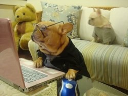 buhriancorey:  l-aughterr:  meredith, how do i open a new tab   I live for dogs doing human things