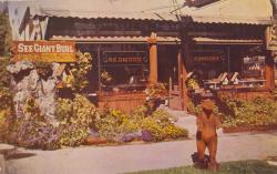 cardboardamerica:  Dinnell’s Redwood Burl Gift Factory and Retail Store - Garberville, California Mr. Bear Carved of California RedwoodGreets the traveler from his native fern garden in front of Dinnell’s Redwood Shop, Garberville, California, on