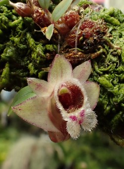 orchid-a-day: Dendrobium hekouense September 7, 2018  