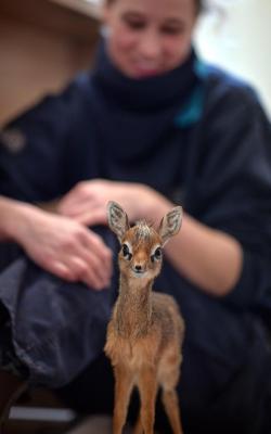 awwww-cute:  Baby dik-dik at the Chester Zoo. His name is Thanos. (Source: http://ift.tt/2f6UDgh)