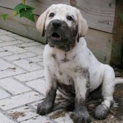 thecutestofthecute:  Mud + Pup = True happiness. 