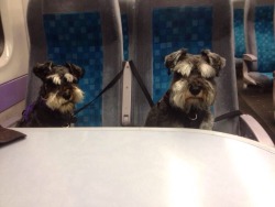 all-dog-breeds:Take them on the train they said. They’ll love it they said.